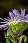 Southern pine aster